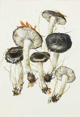 Шипиленко Александр Кузьмич. Лот из трех листов с рисунками грибов: гигрофор поздний, паутинник рыже-оливковый, рядовка зеленая  